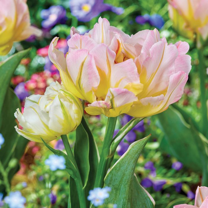 Tulip Double Peony - Password