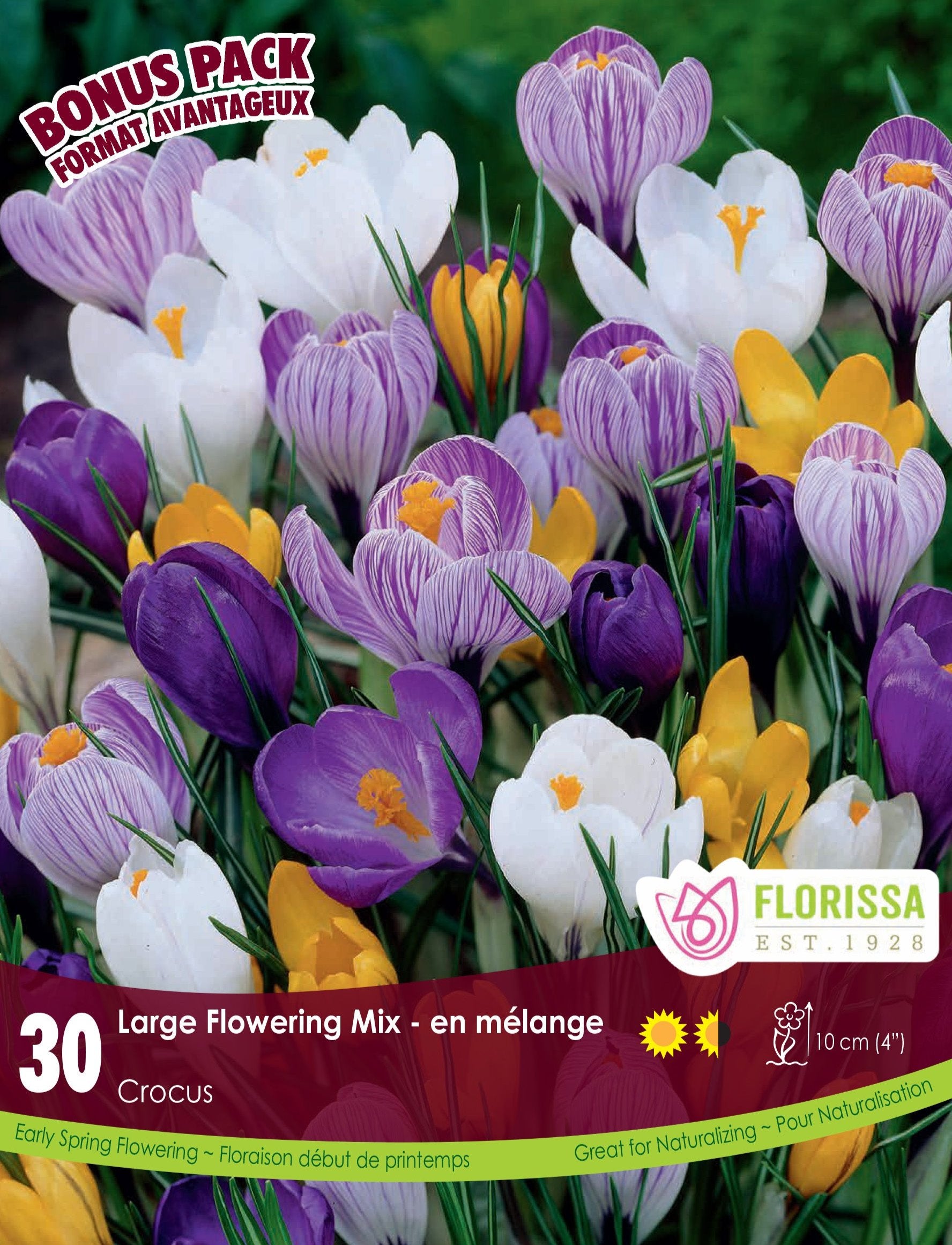 Crocus - Large Flowering Mix