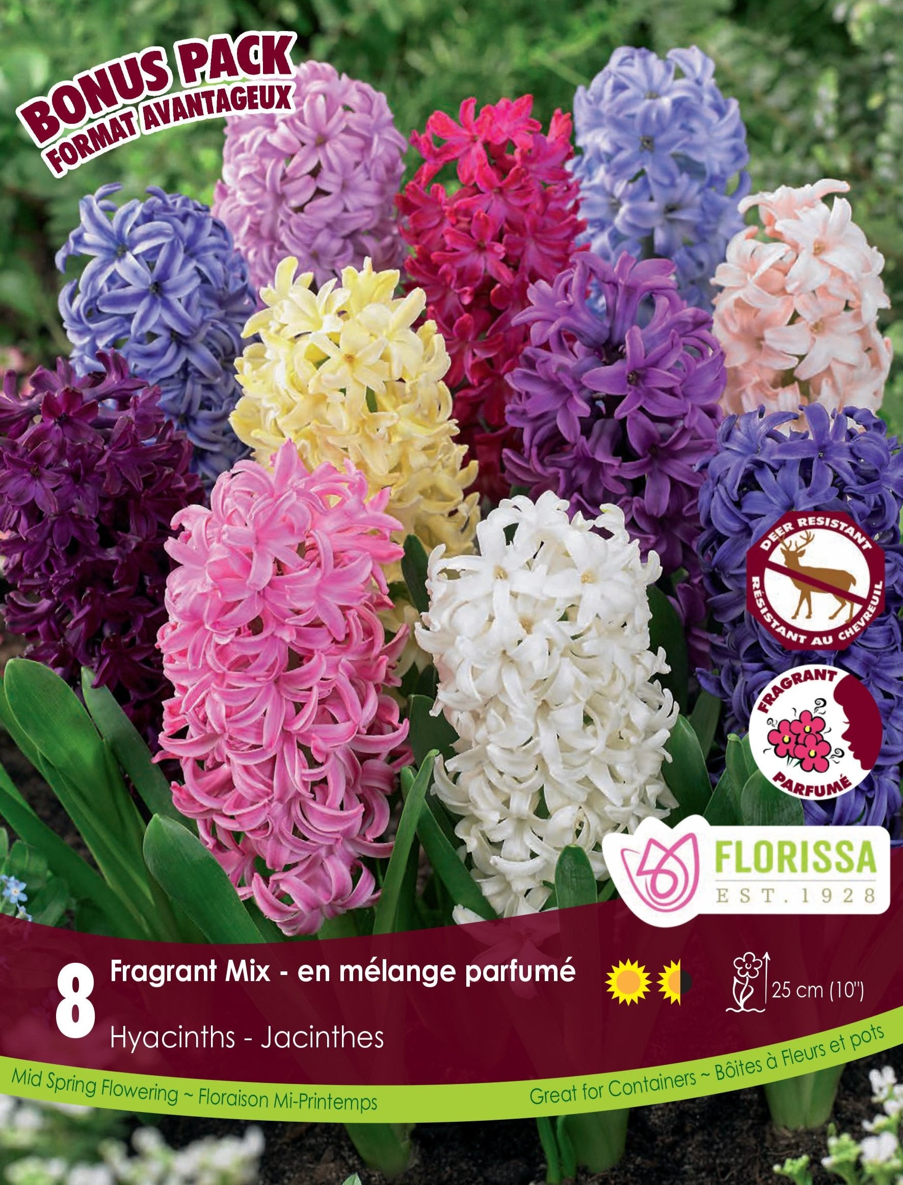 Hyacinth - Fragrant Mix