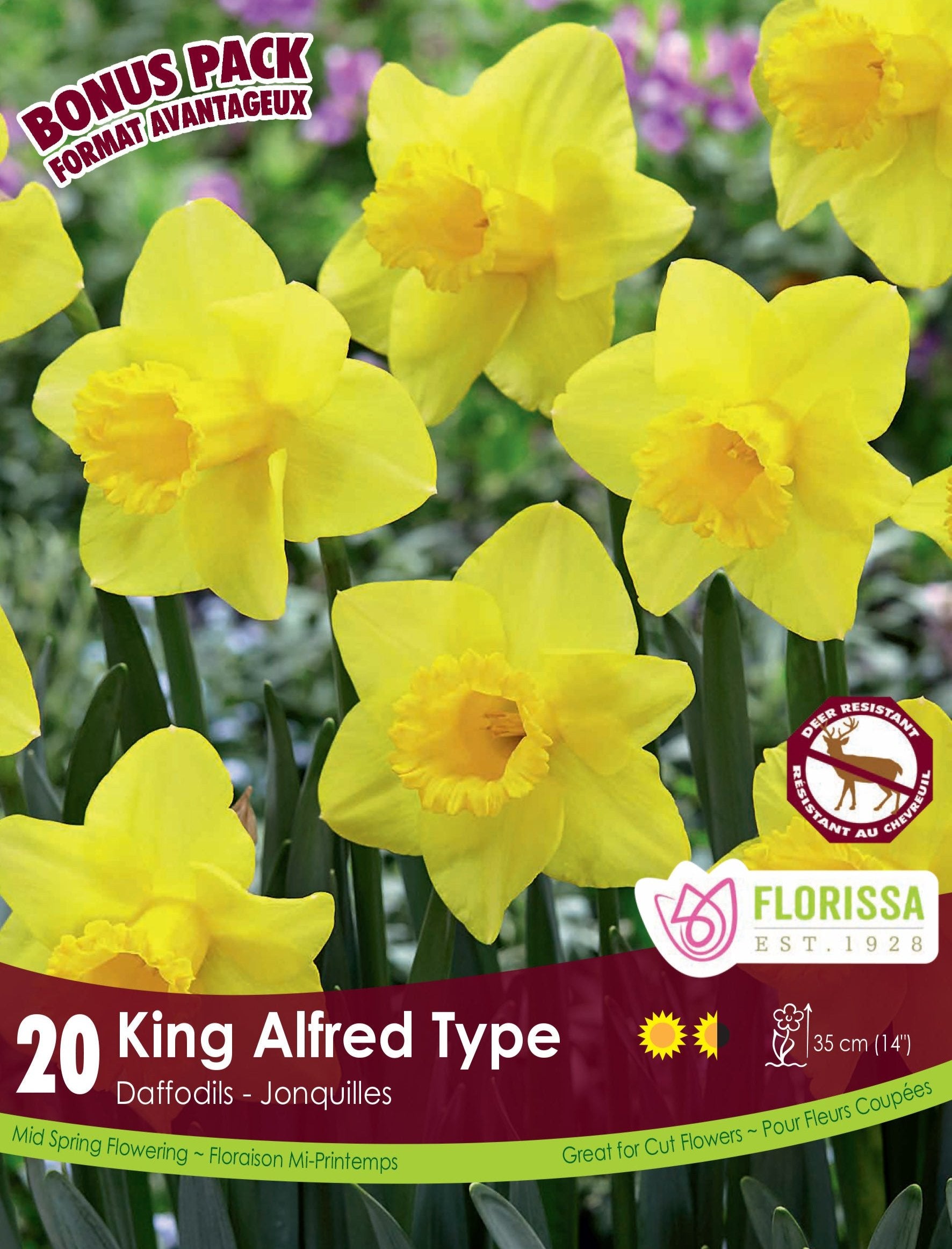 Daffodile - King Alfred Type