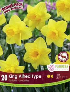 Daffodile - King Alfred Type