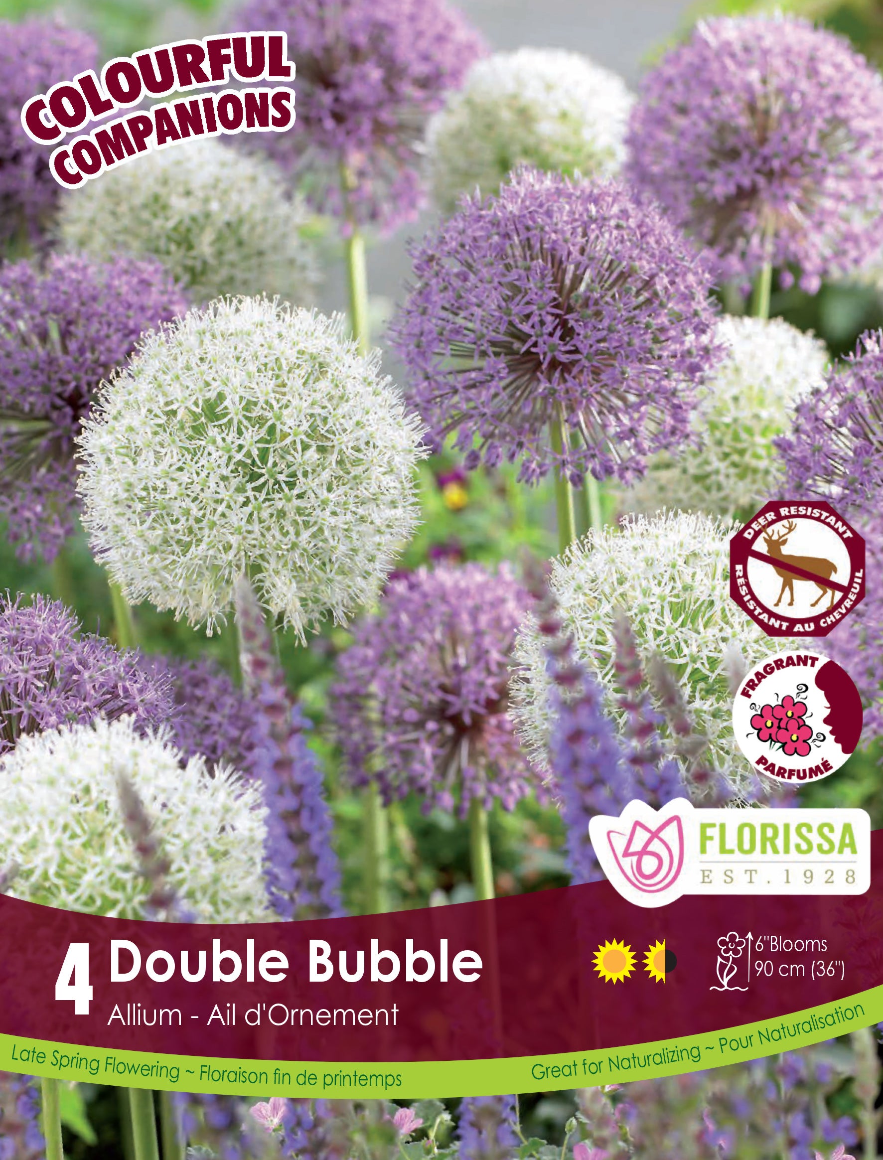 Colorful Companions - Double Bubble Allium