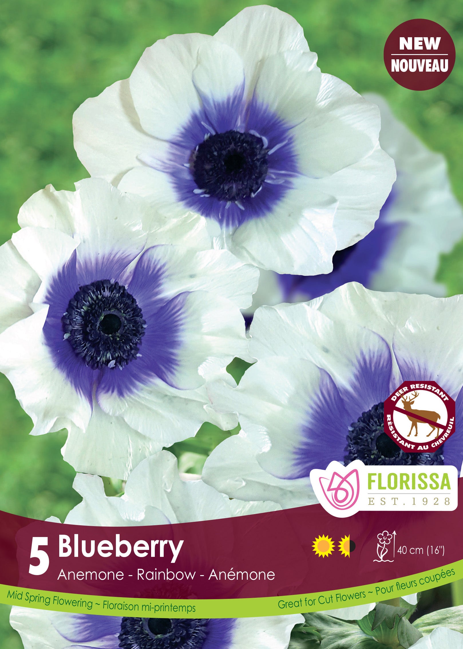 Anemone - Blueberry