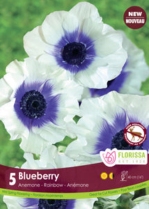 Anemone - Blueberry