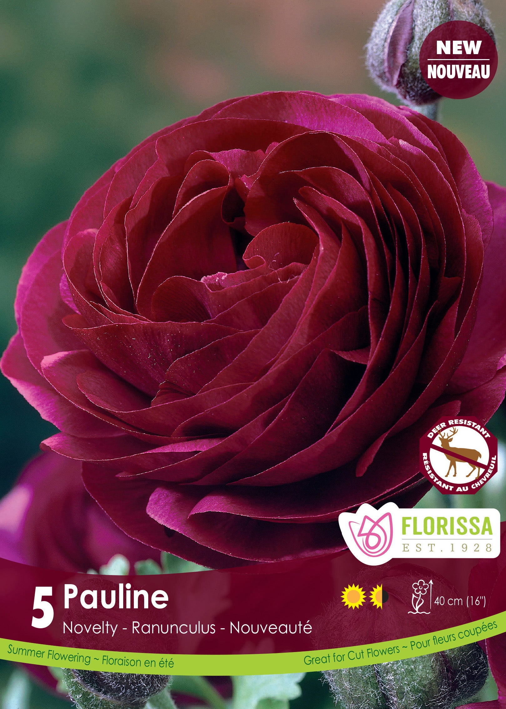 Ranunculus - Pauline