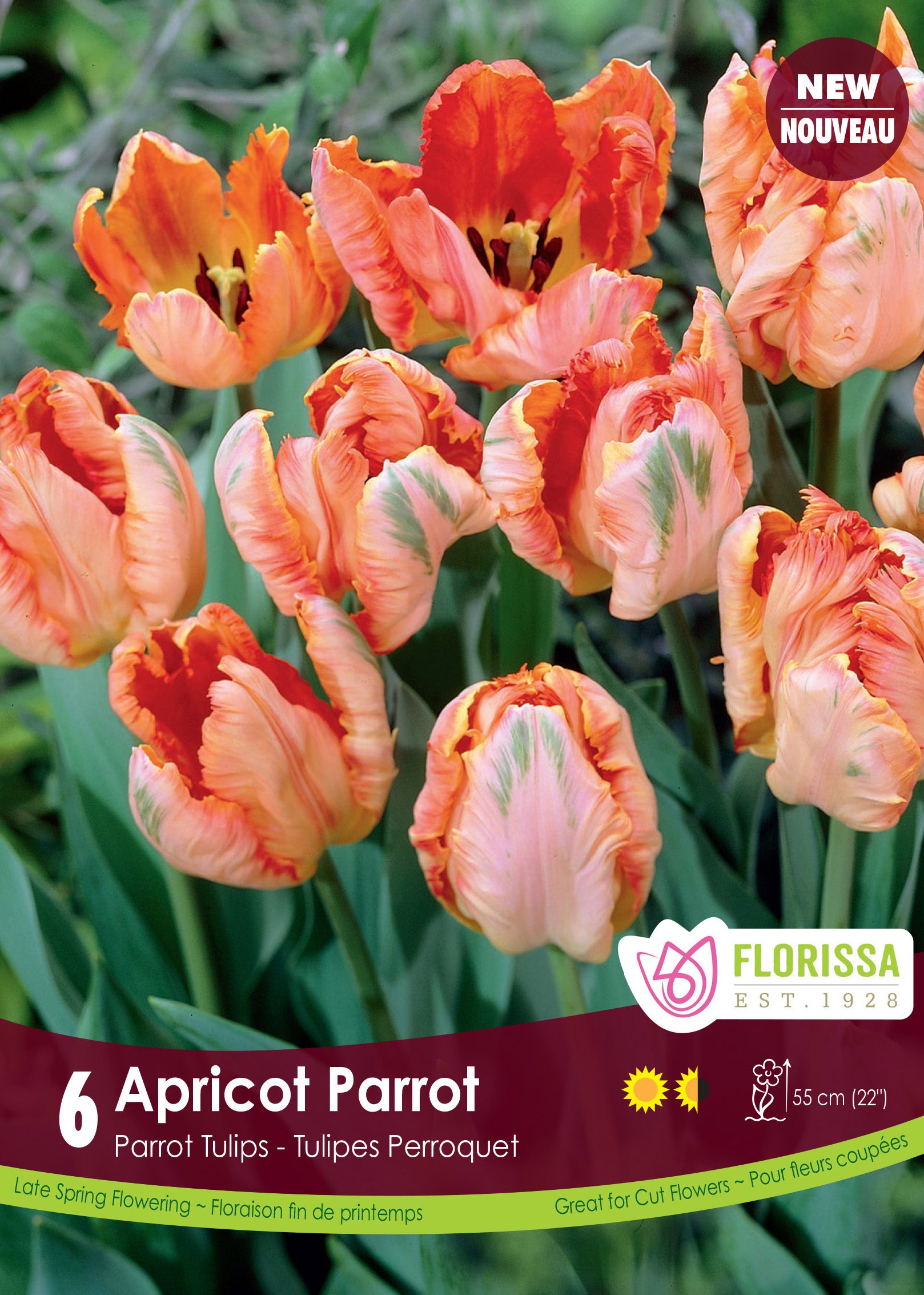 Tulip Parrot - Apricot