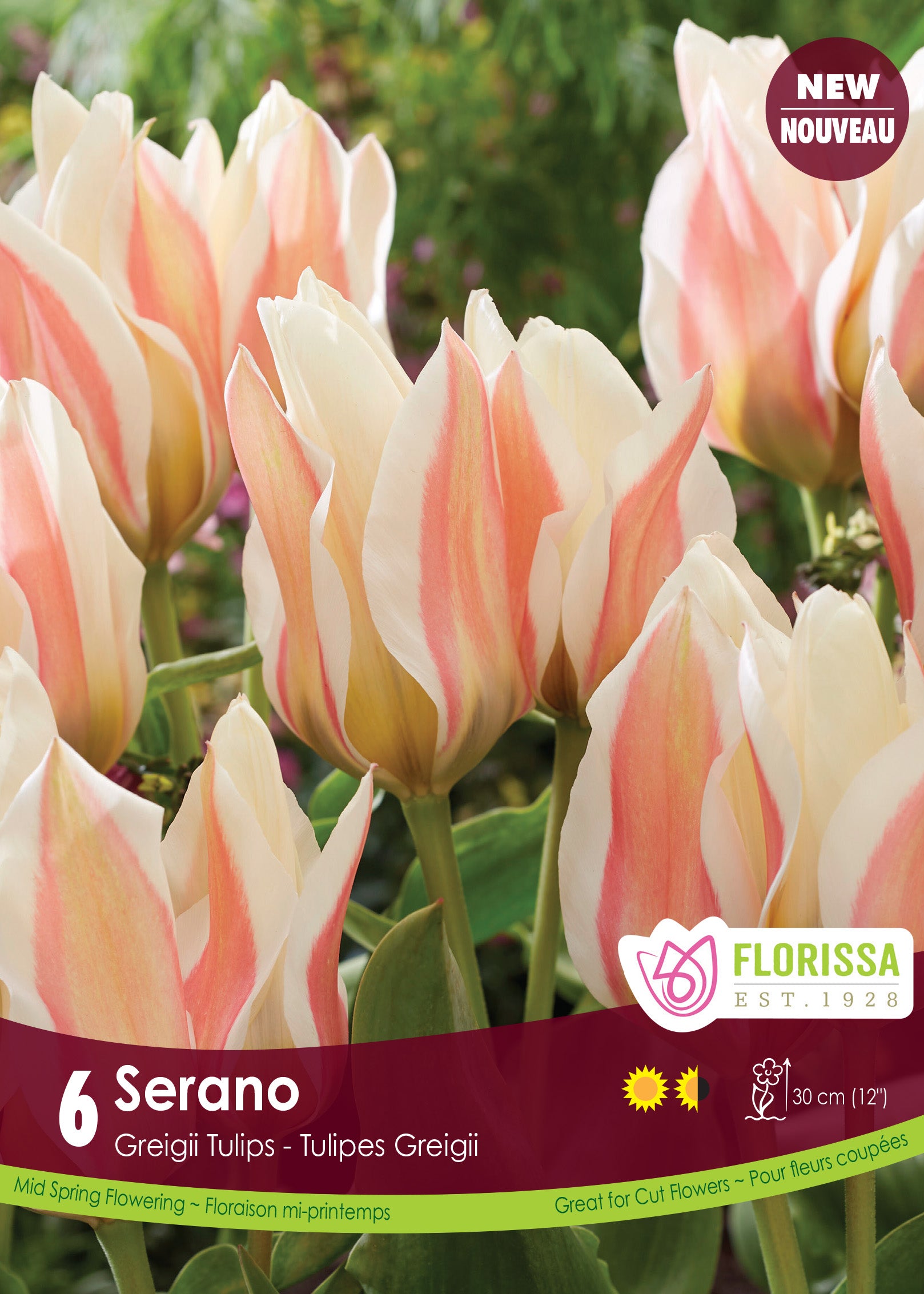 Tulip Greigii - Serrano