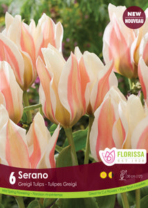 Tulip Greigii - Serrano