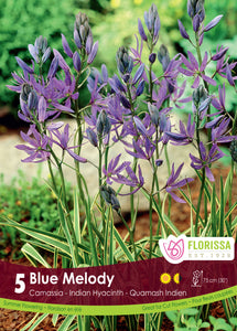 Camassia - Blue Melody