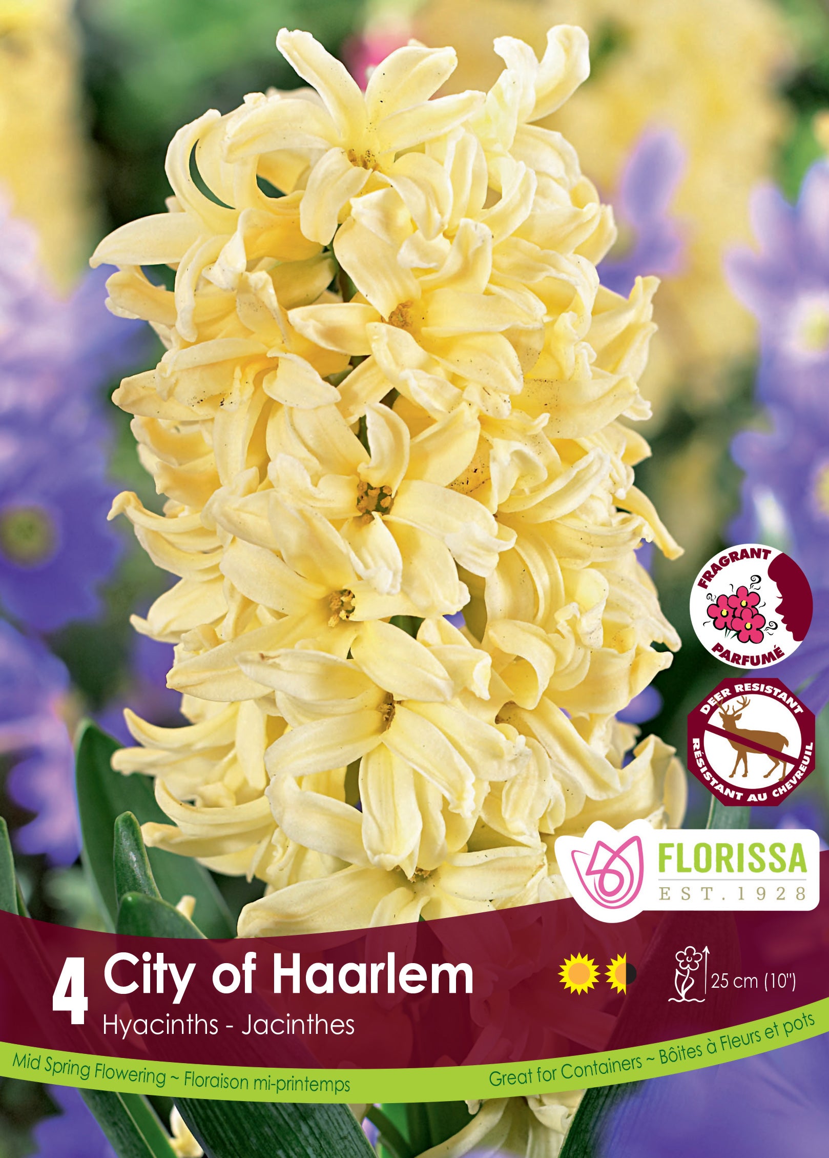 Hyacinth - City of Haarlem