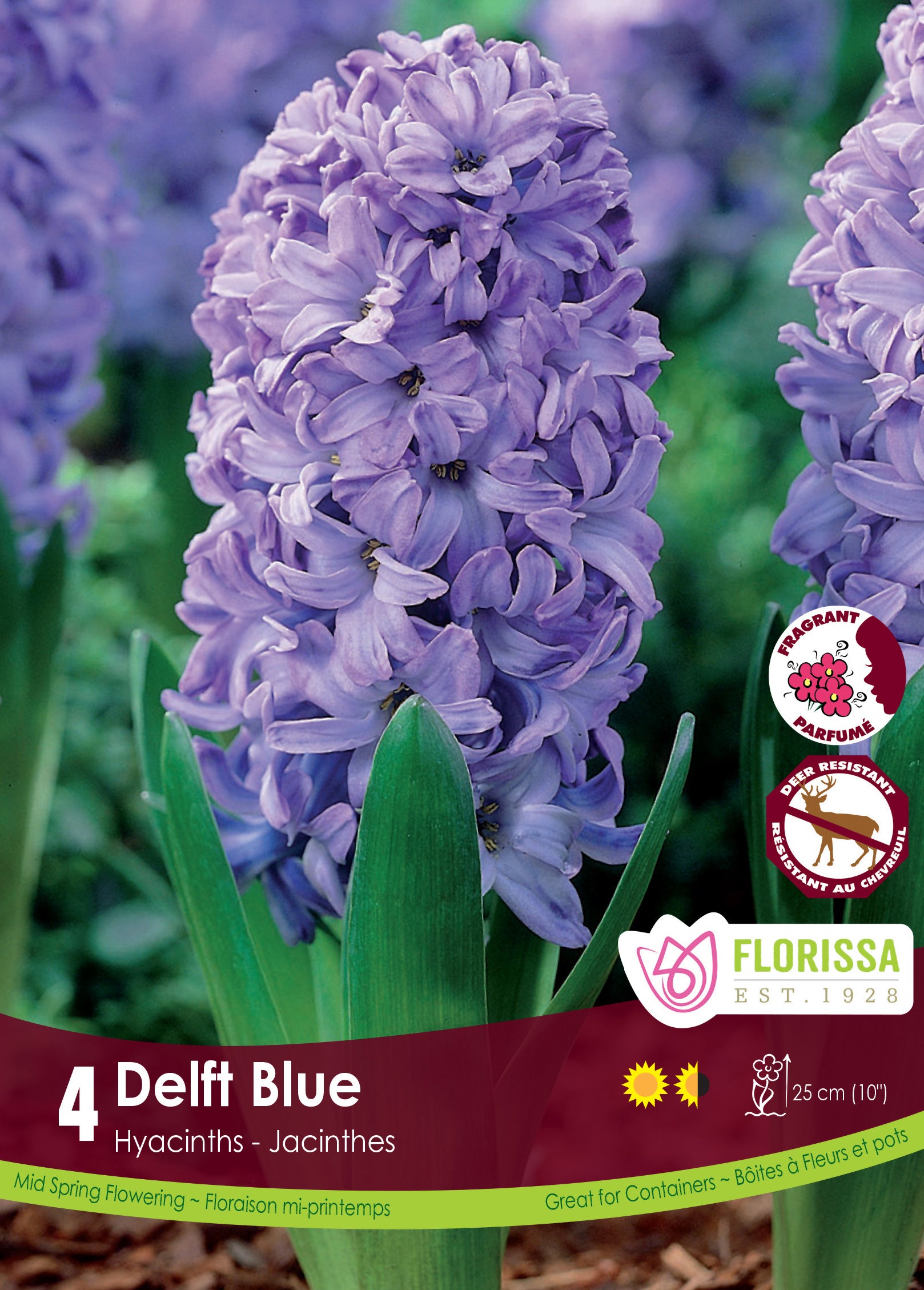 Hyacinth - Delft Blue