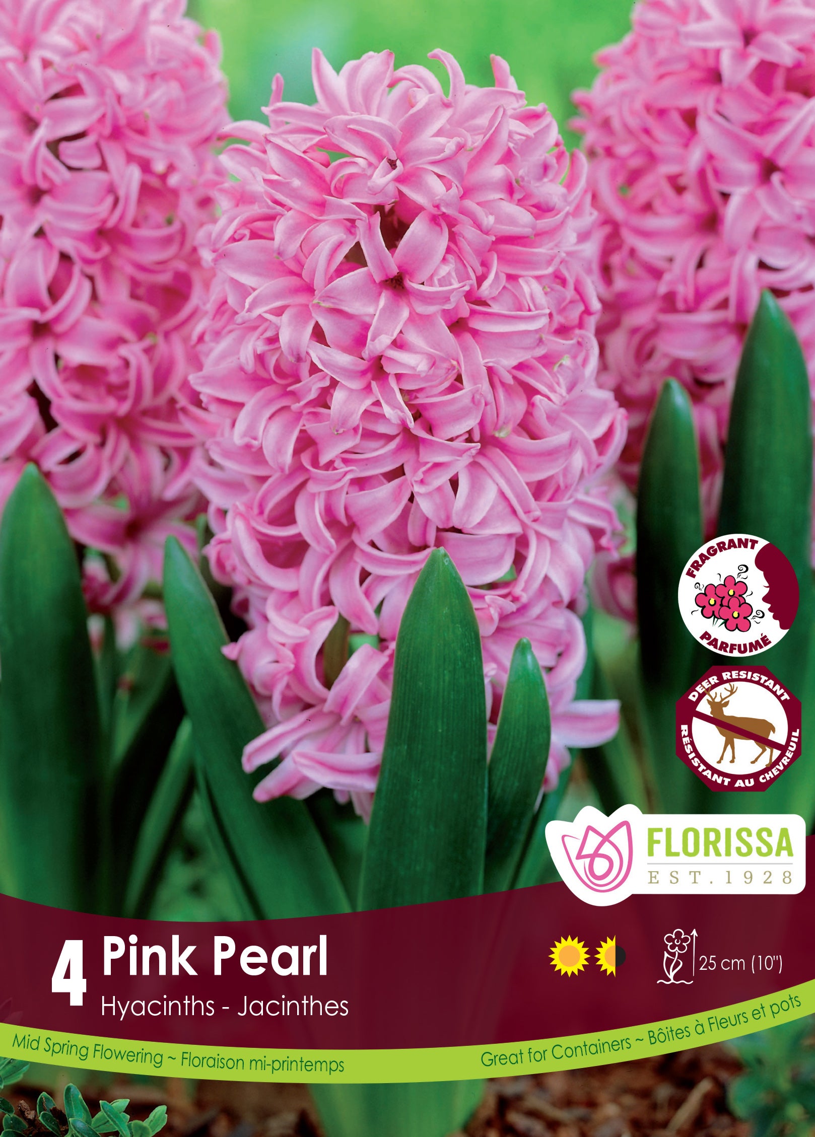 Hyacinth - Pink Pearl