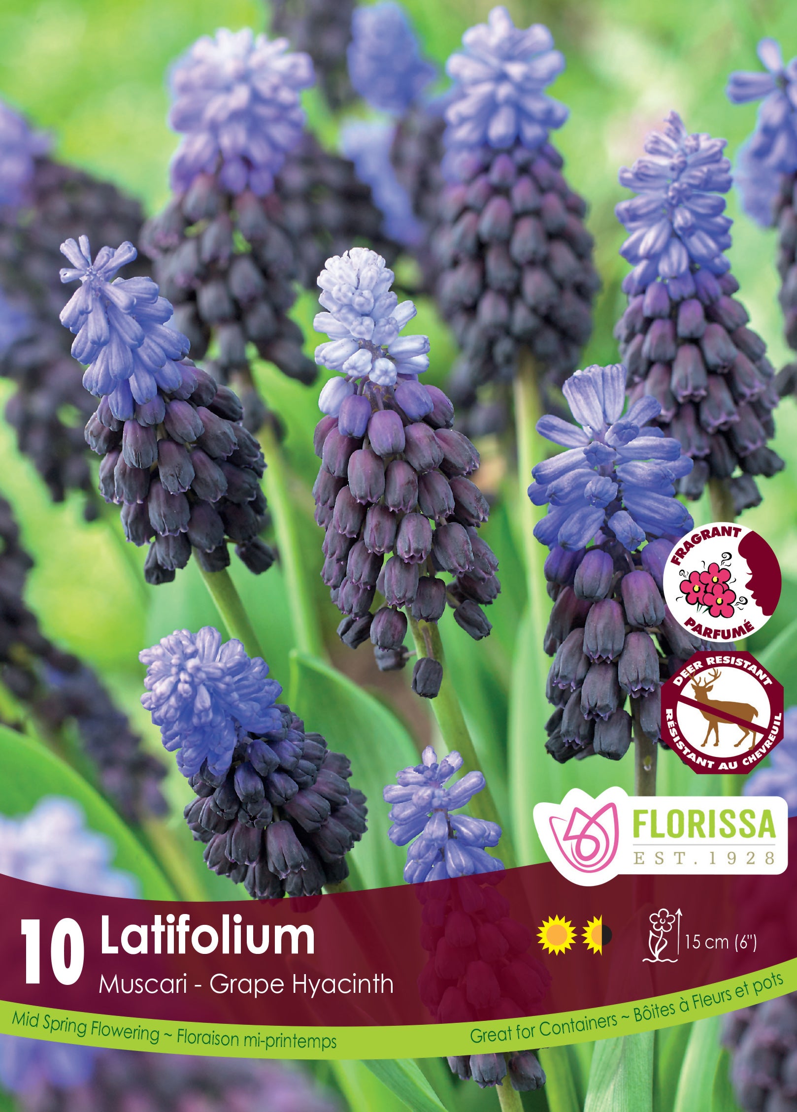 Muscari - Latifolium