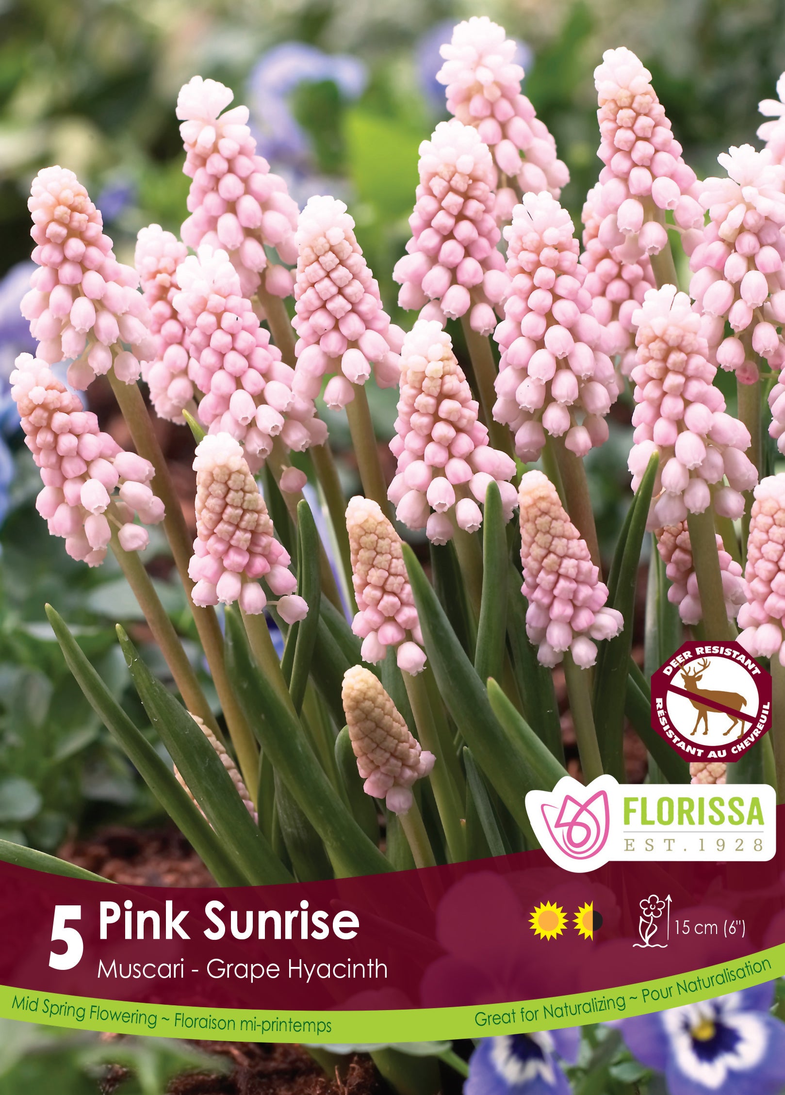 Muscari - Pink Sunrise