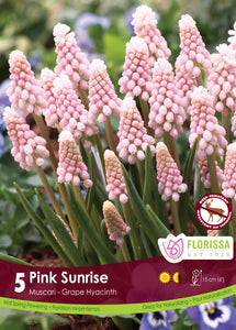 Muscari - Pink Sunrise