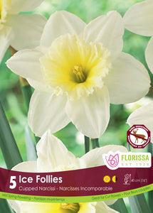 Daffodile - Ice Follies