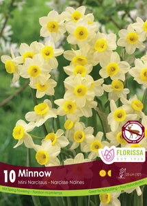 Daffodile - Minnow