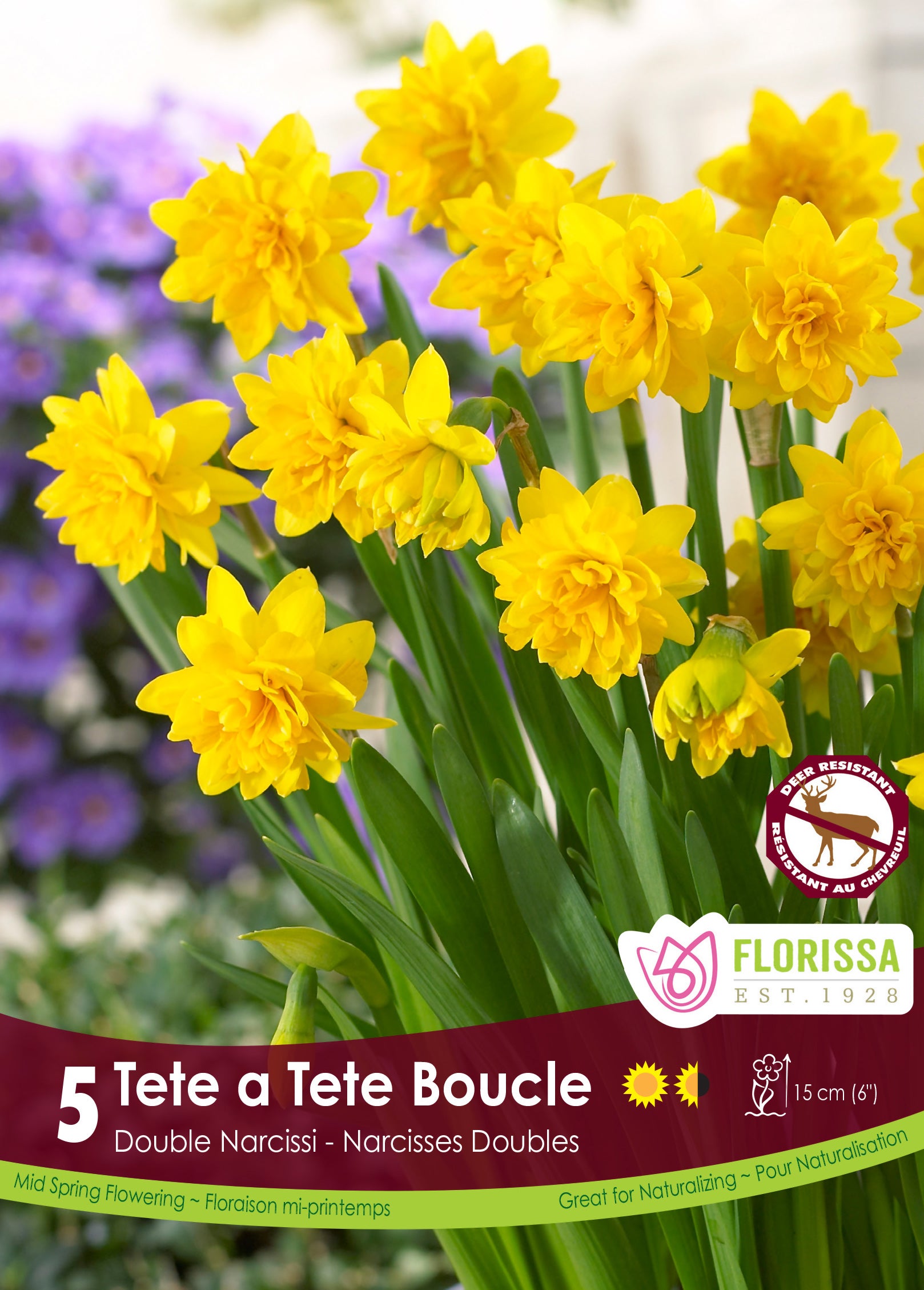 Daffodile - Tete a Tete Boucle