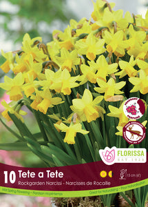 Daffodile - Tete a Tete