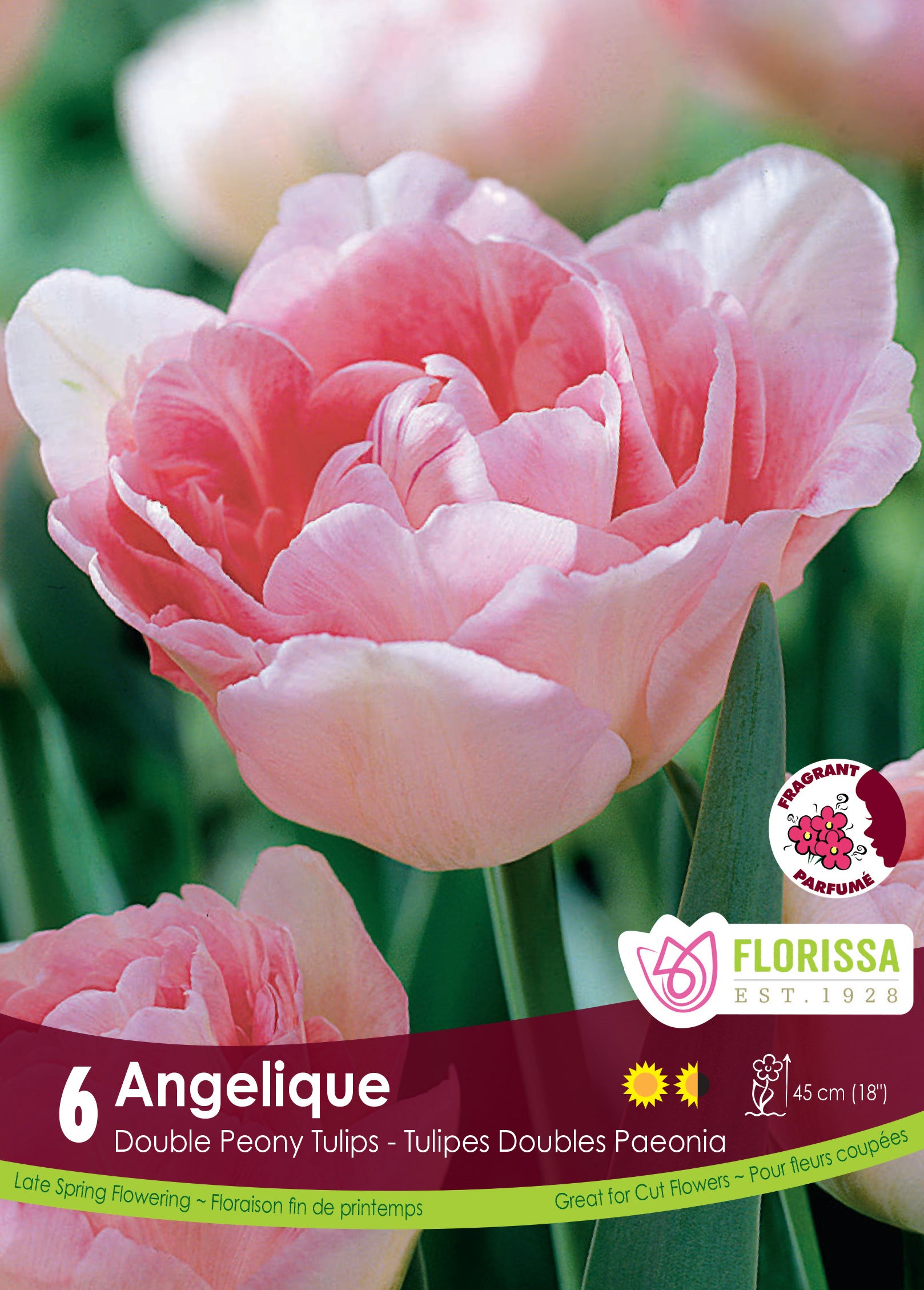 Tulip Double Peony - Angelique