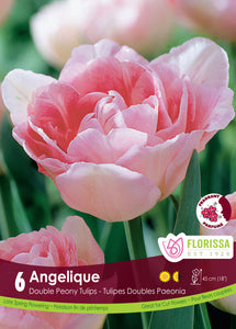 Tulip Double Peony - Angelique