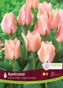 Tulip Triumph - Apricona