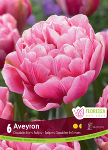 Tulip Double Early - Aveyron