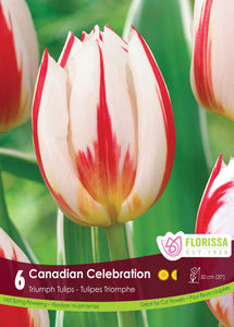 Tulip Triumph - Canadian Celebration