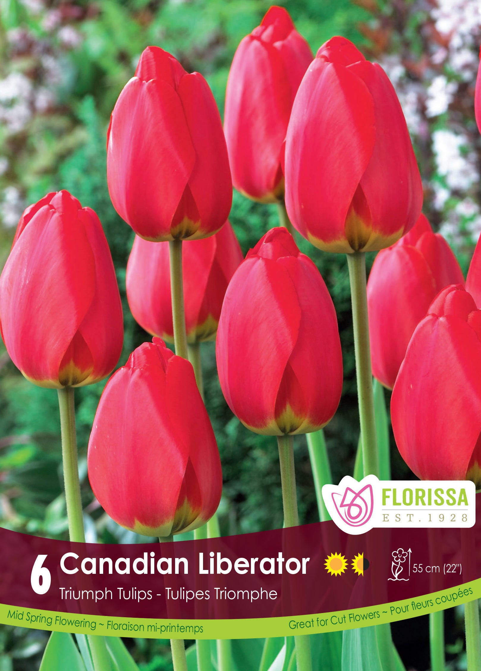 Tulip Triumph - Canadian Liberator