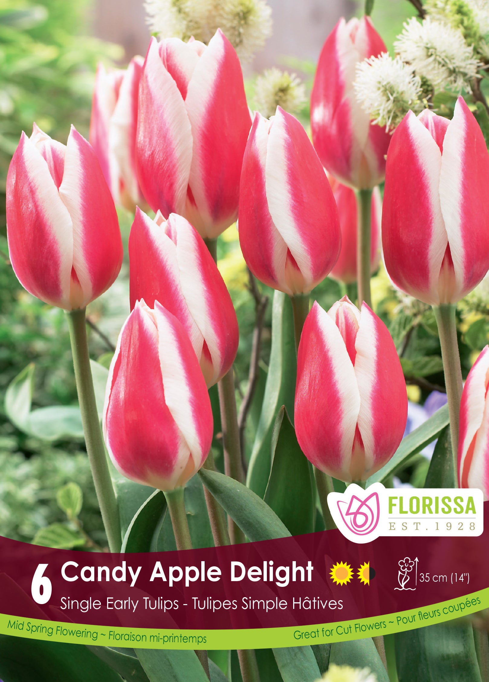 Tulip Single Early - Candy Apple Delight