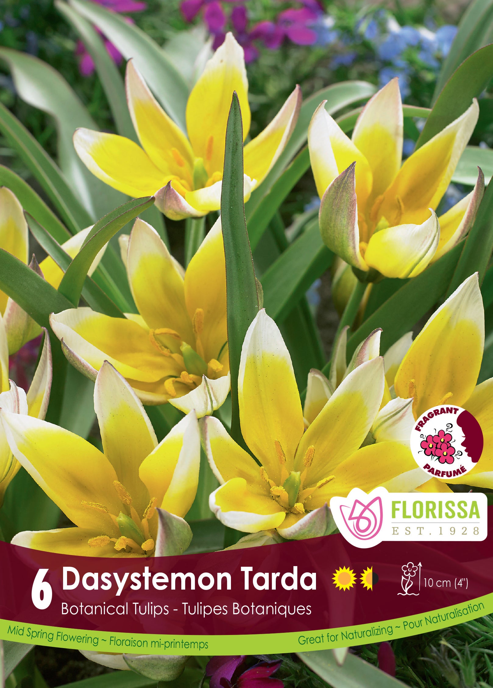 Tulip Botanical - Dasystemon Tarda