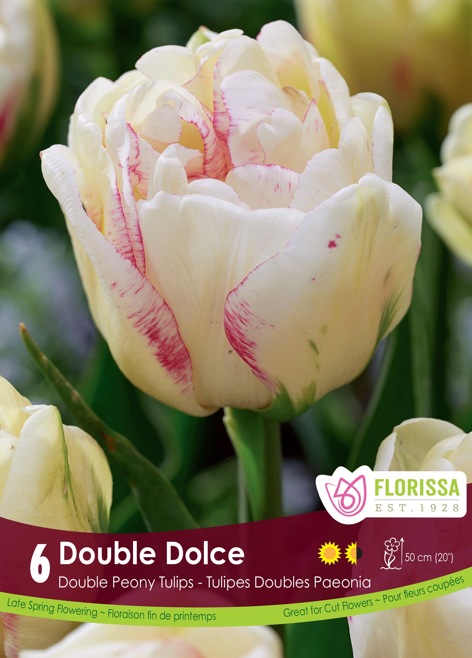 Tulip Double Peony - Double Dolce