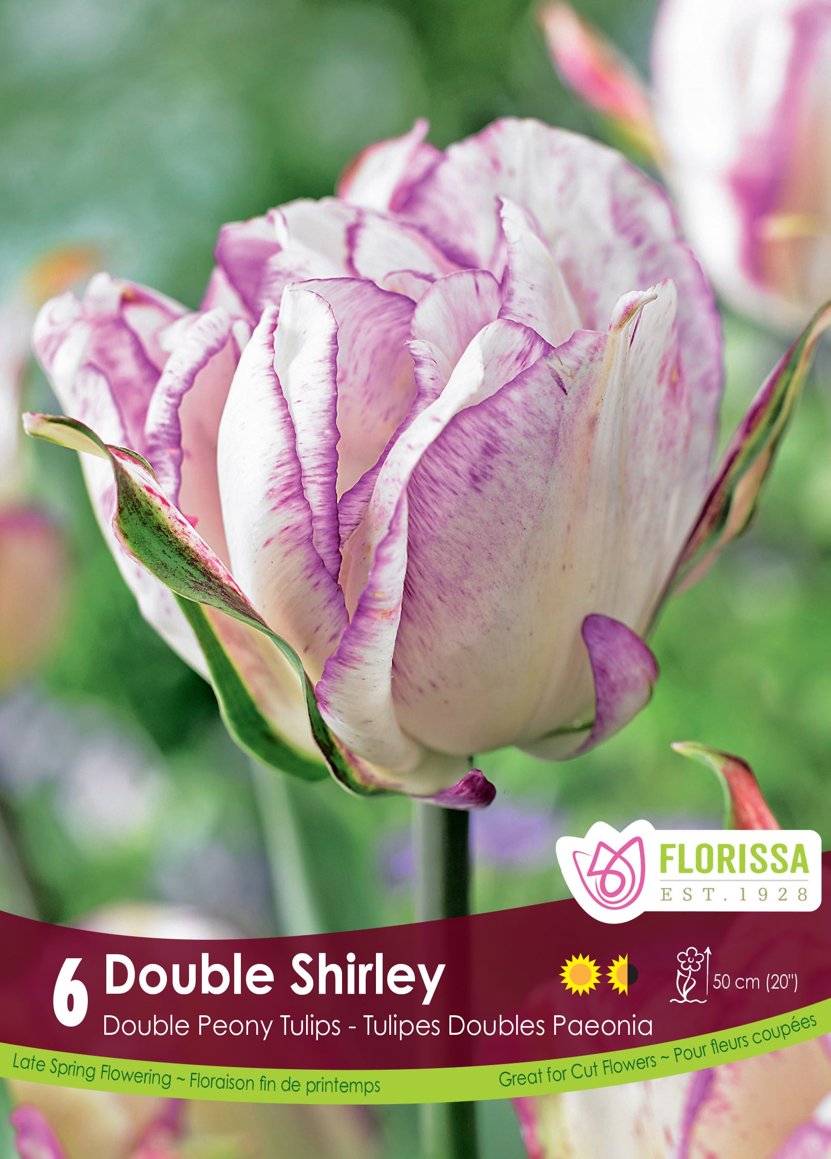 Tulip Double Peony - Double Shirley