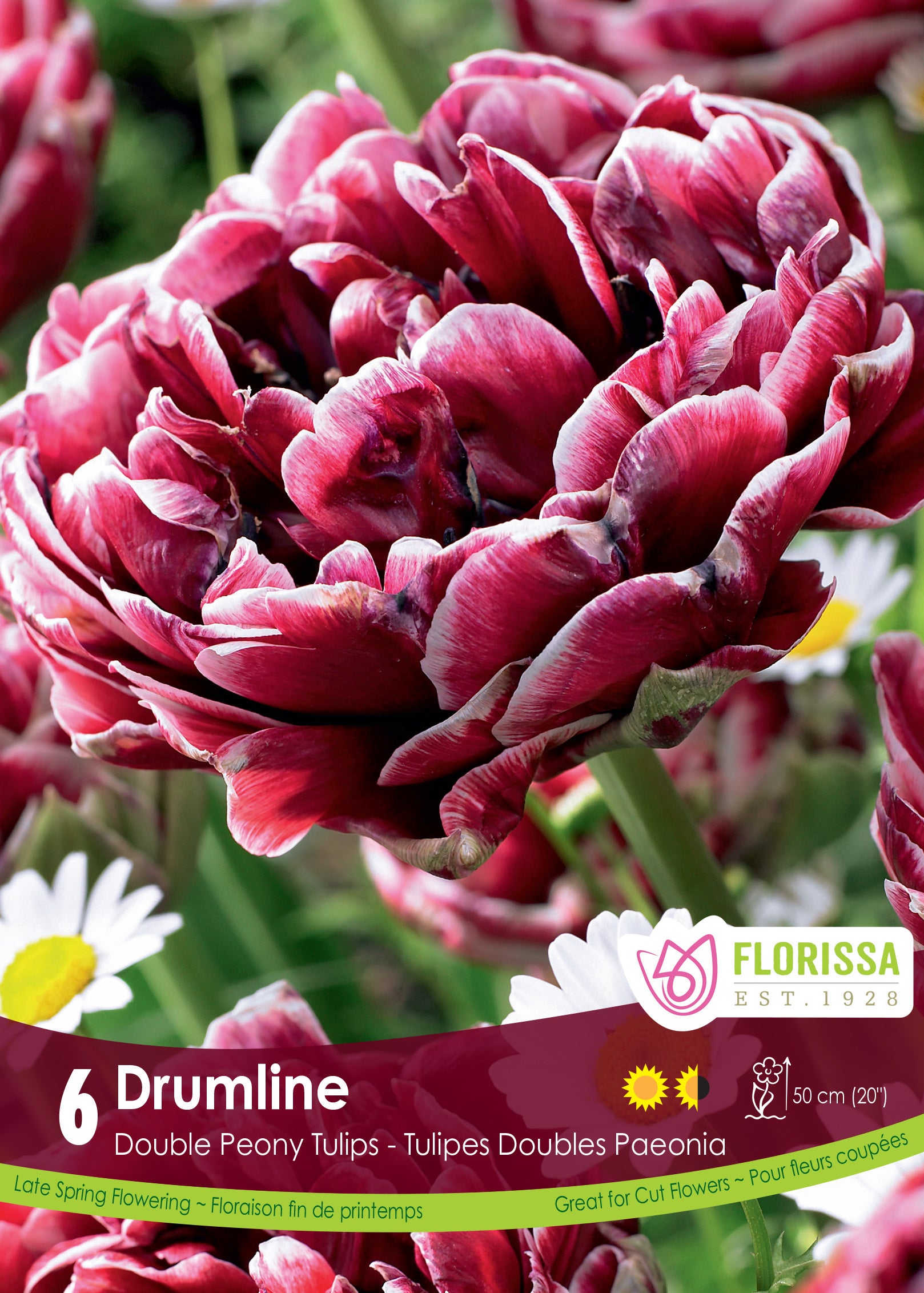 Tulip Double Peony - Drumline