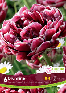 Tulip Double Peony - Drumline