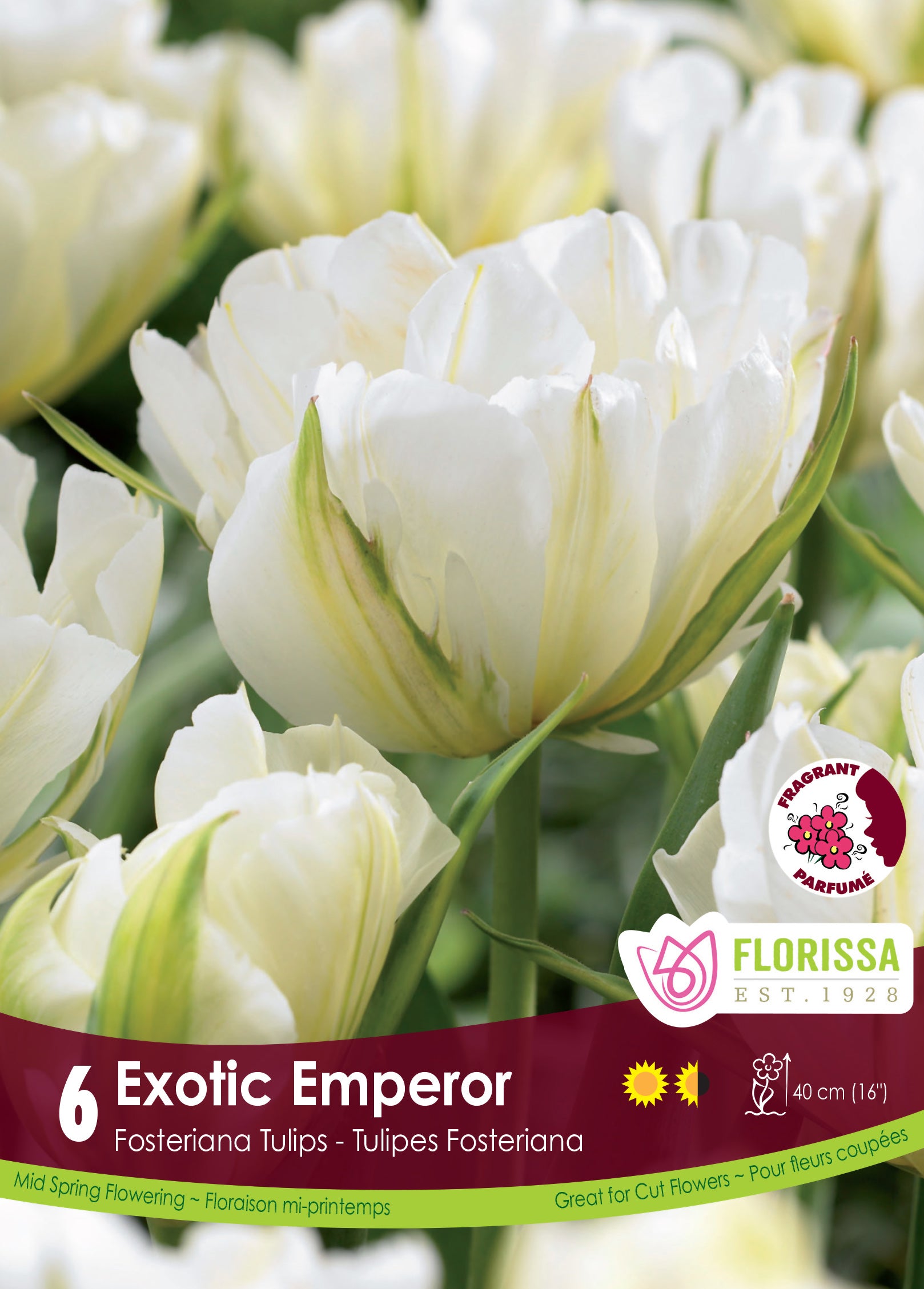 Tulip Fosteriana - Exotic Emperor