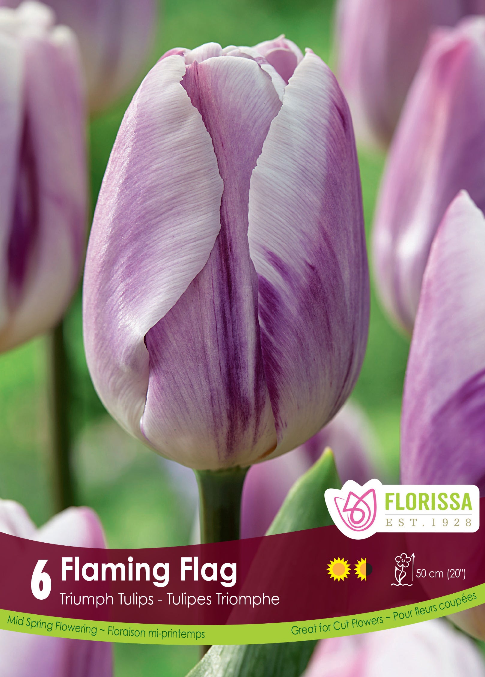 Tulip Triumph - Flaming Flag