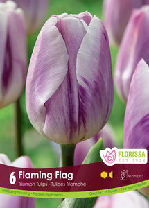 Tulip Triumph - Flaming Flag