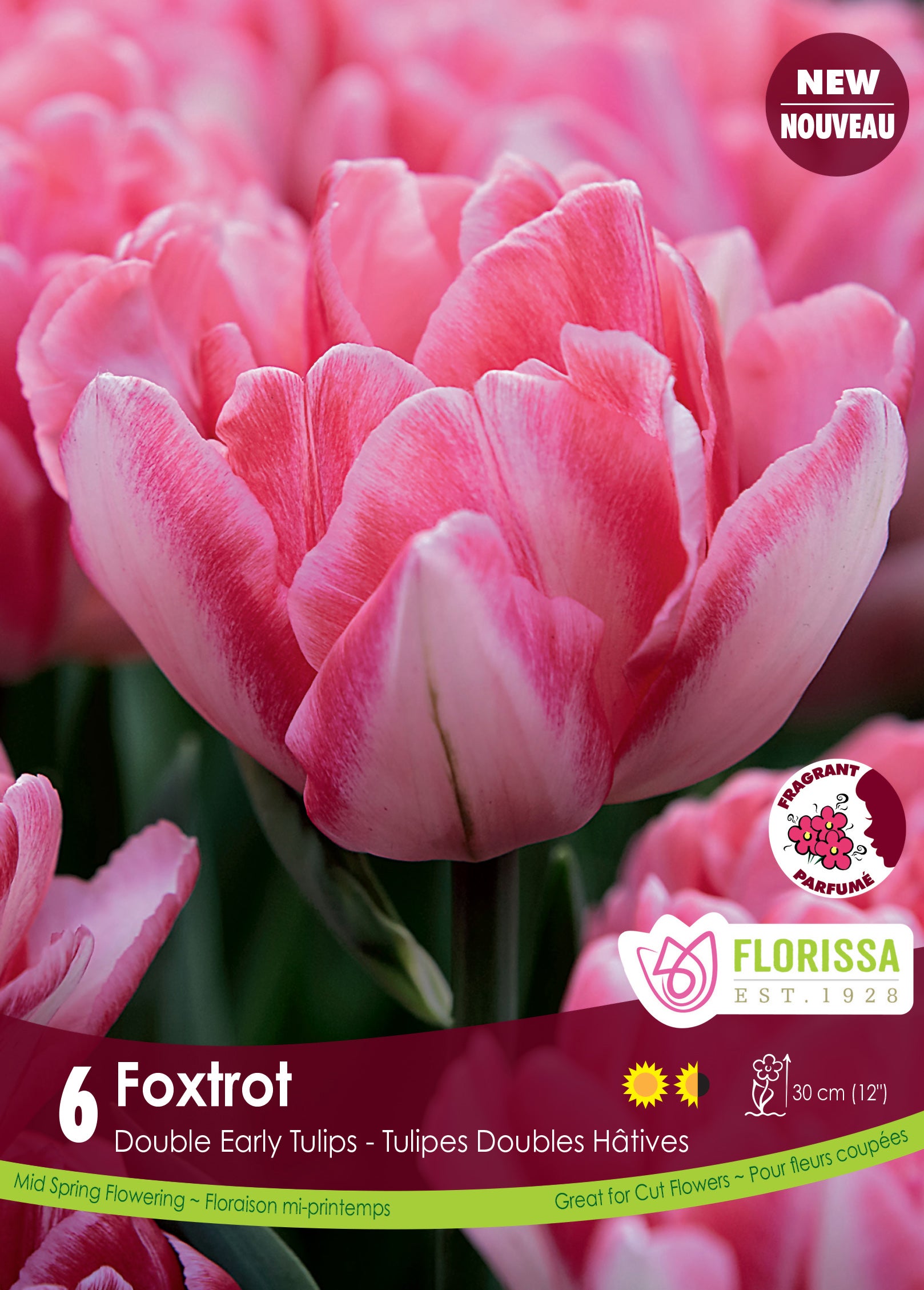 Tulip Double Early - Foxtrot