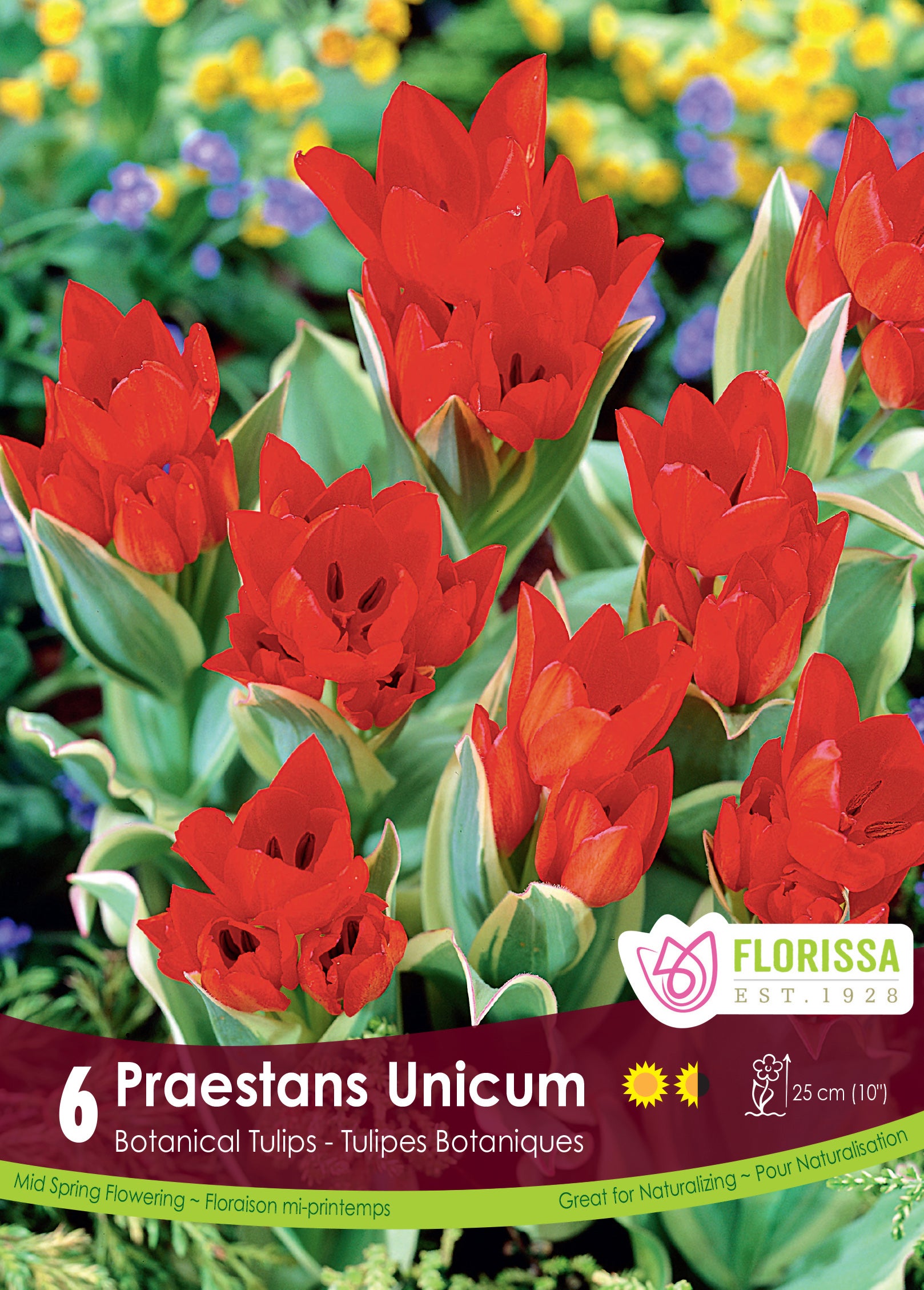 Tulip Botanical - Praestan Unicum