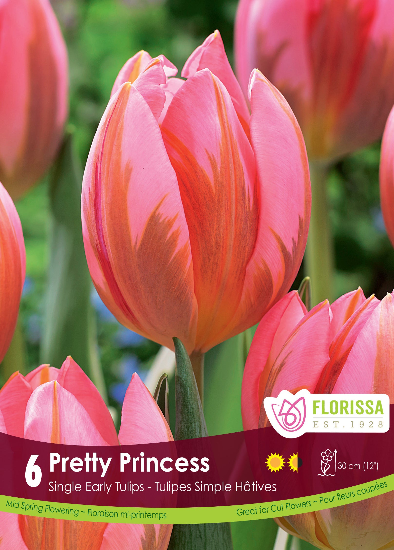 Tulip Single Early - Pretty Princess