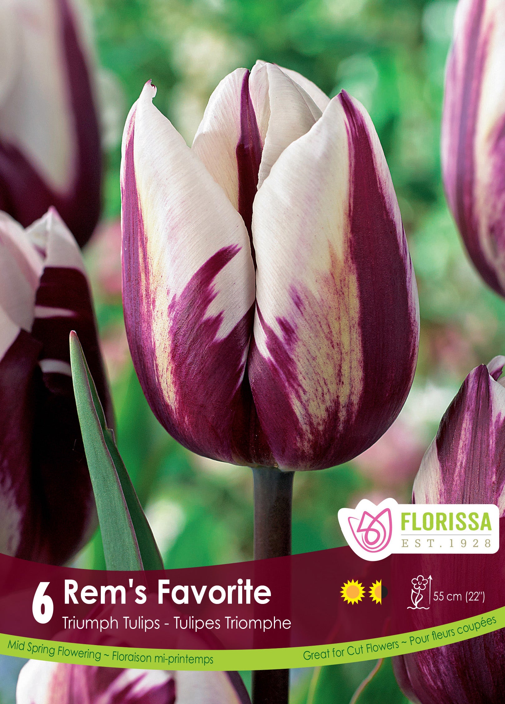 Tulip Triumph - Rem's Favorite