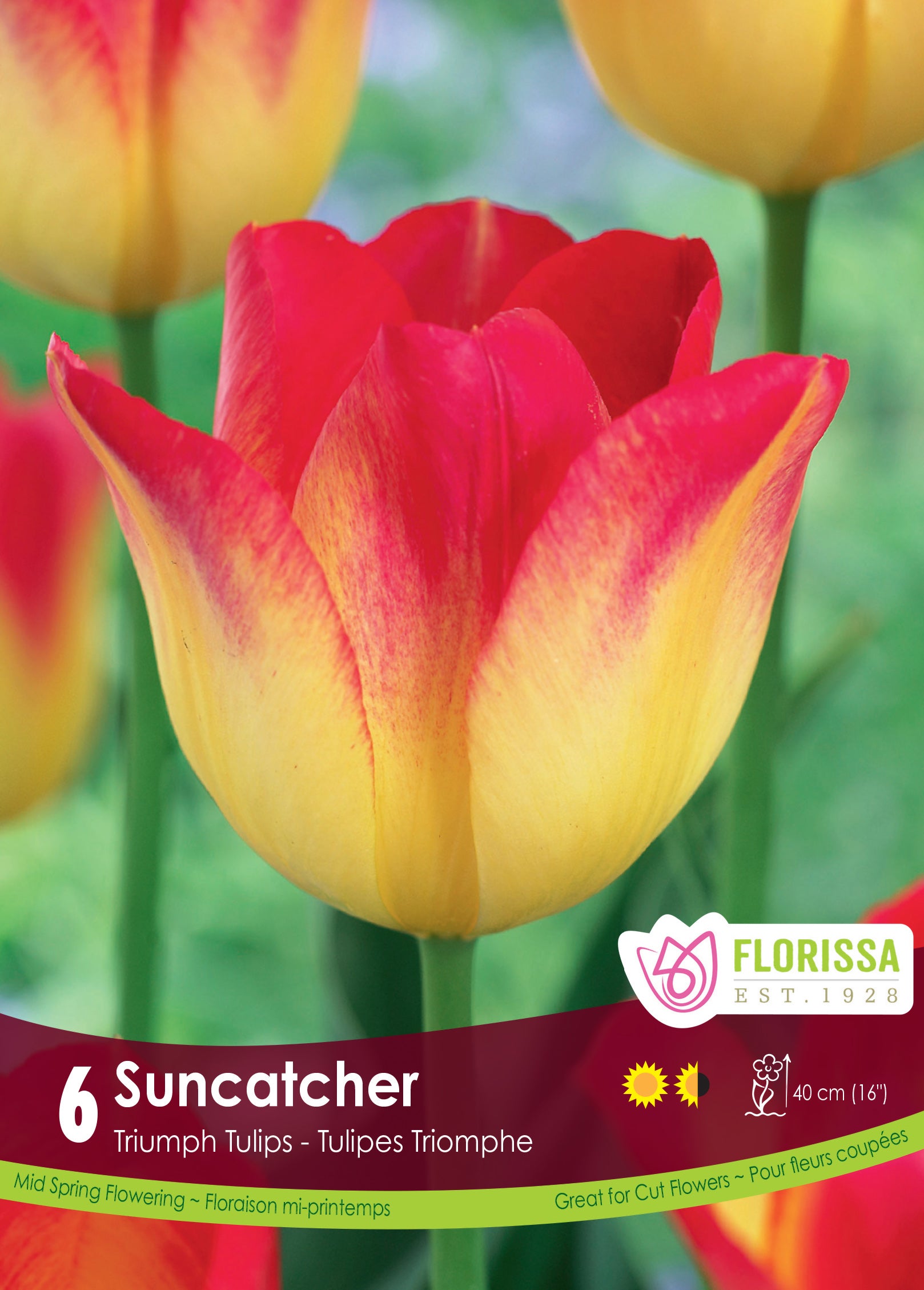 Tulip Triumph - Suncatcher