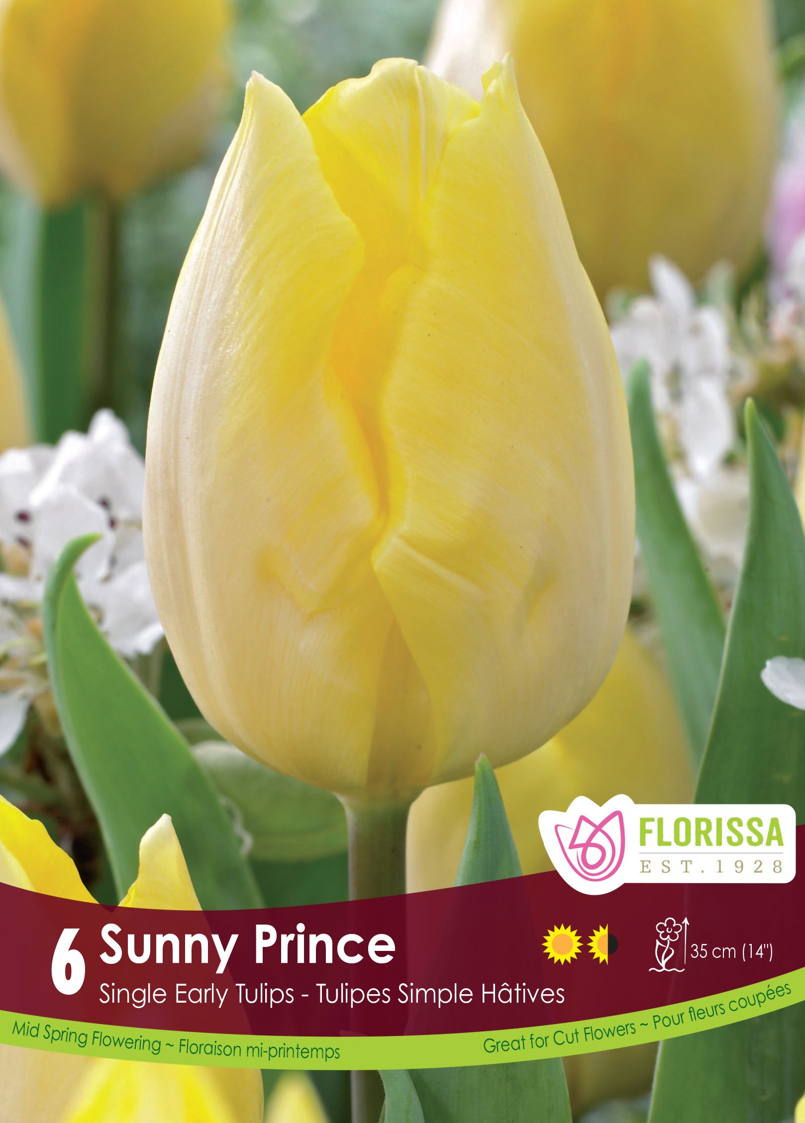 Tulip Single Early - Sunny Prince