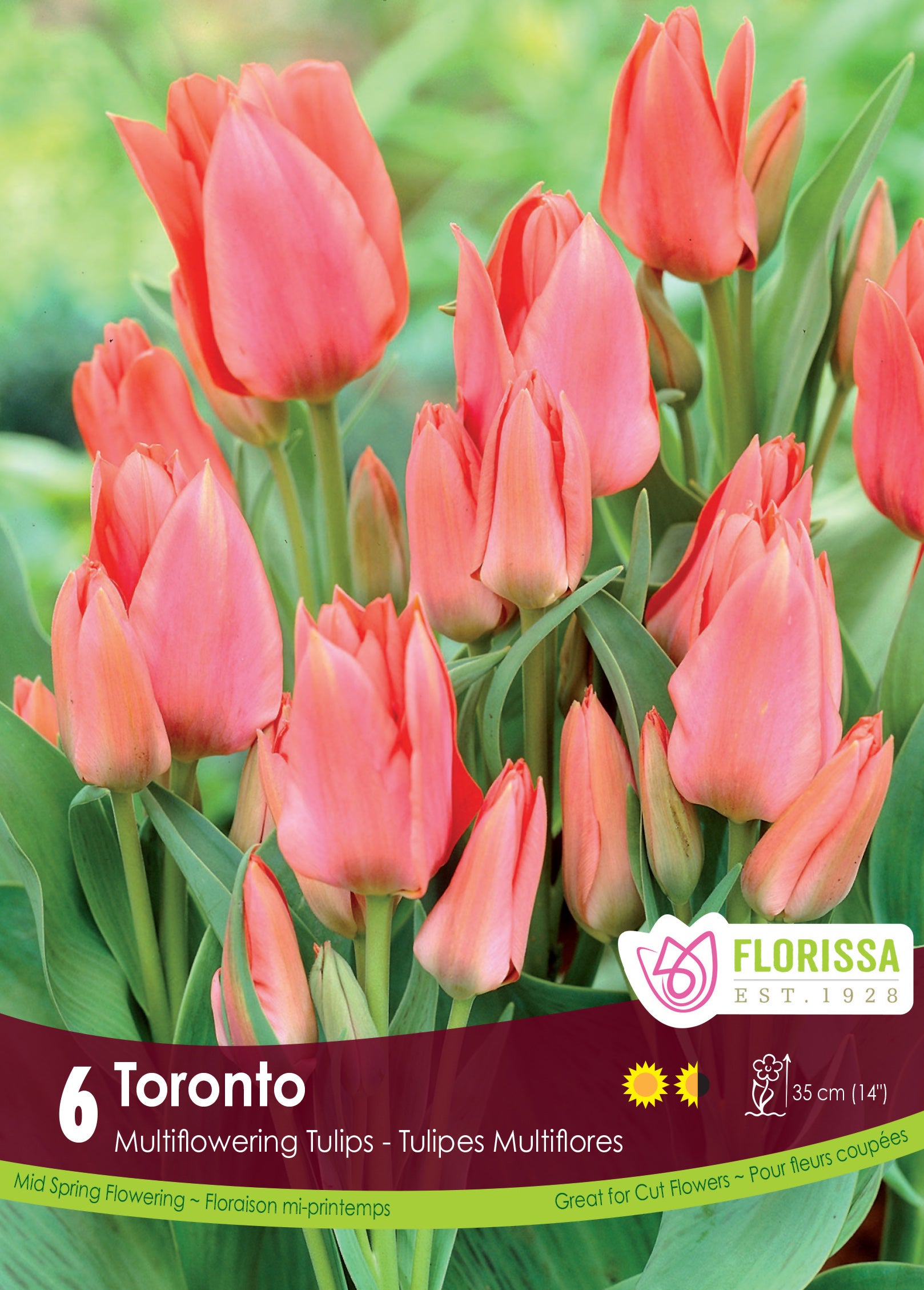 Tulip Bouquet - Toronto