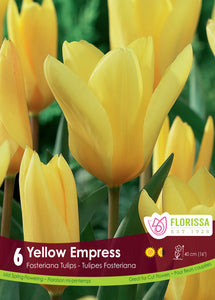 Tulip Fosteriana - Yellow Empress