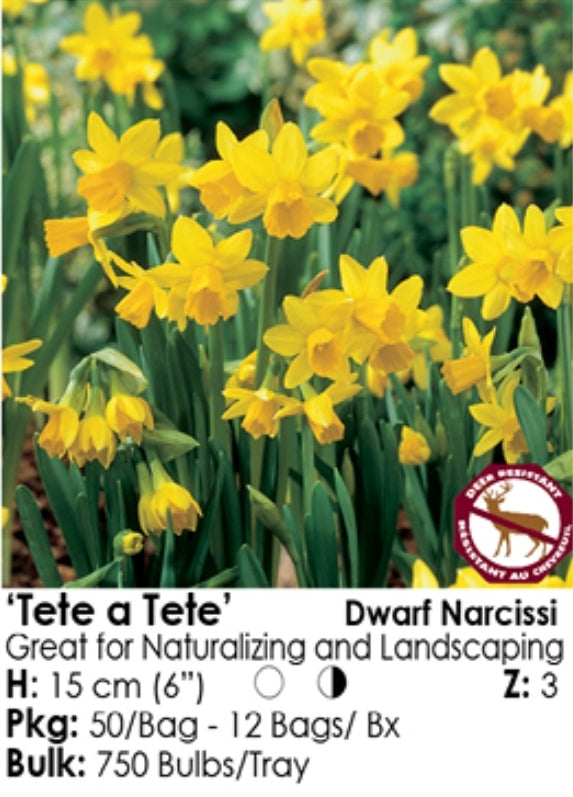 Daffodile - Tete a Tete