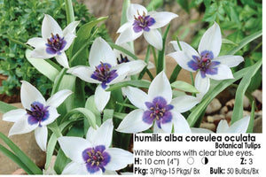 Tulip Botanical - Humilis Alba