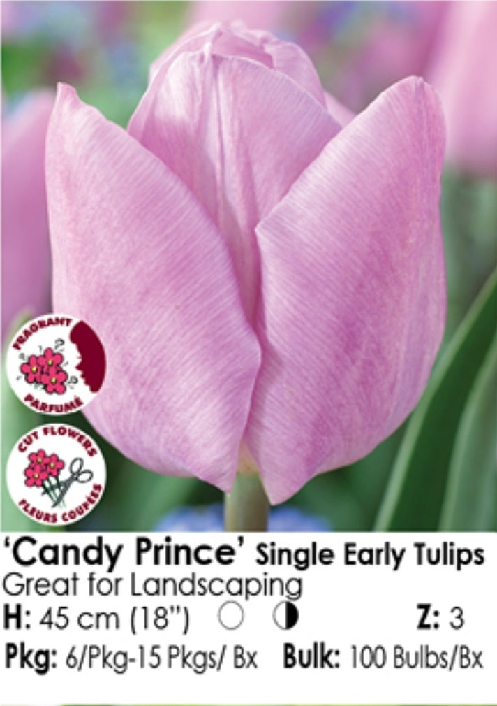 Tulip Single Early - Candy Prince