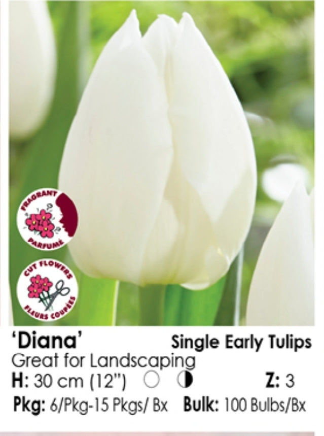 Tulip Single Early - Diana